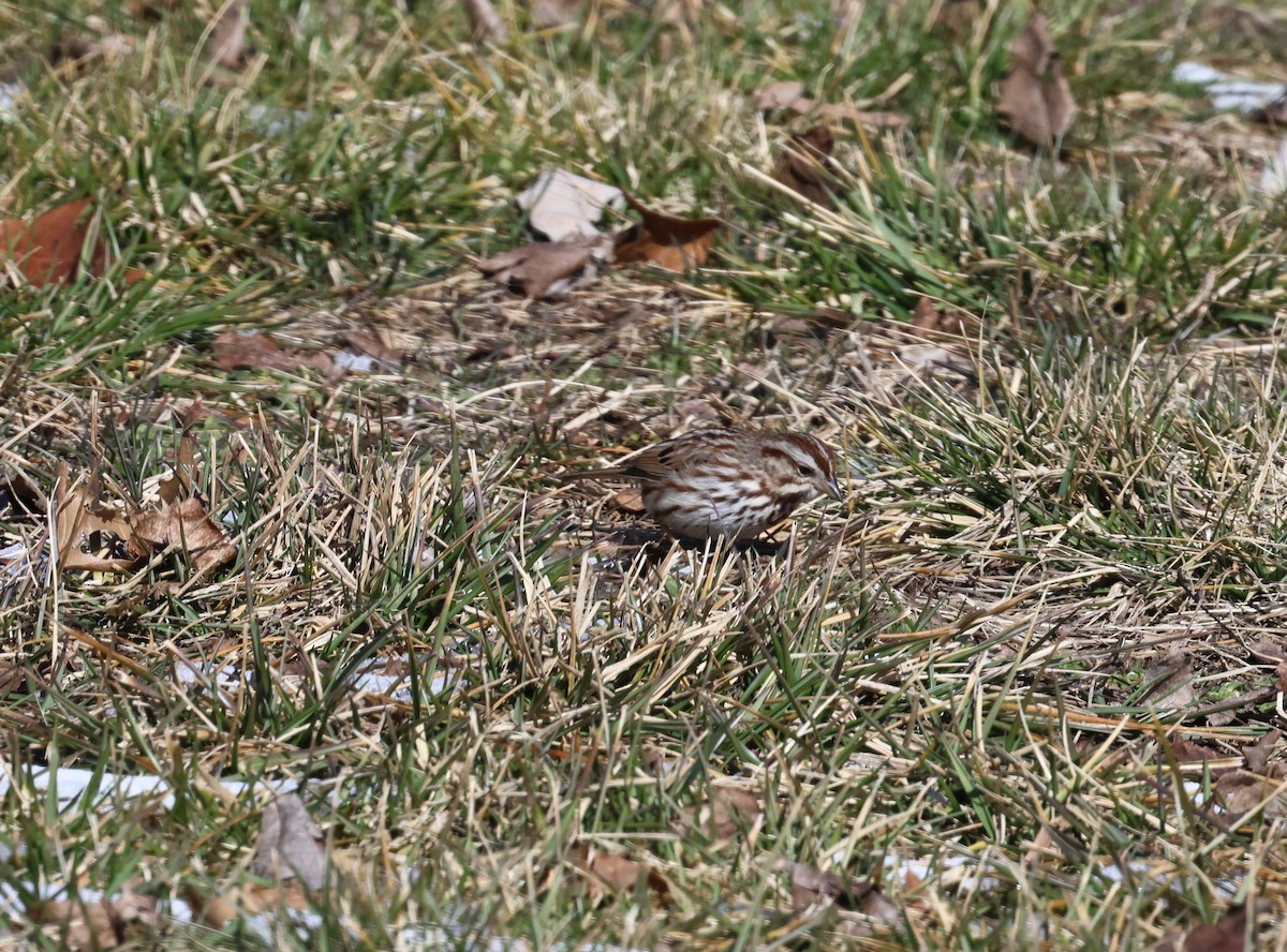 Song Sparrow - Alex Brent