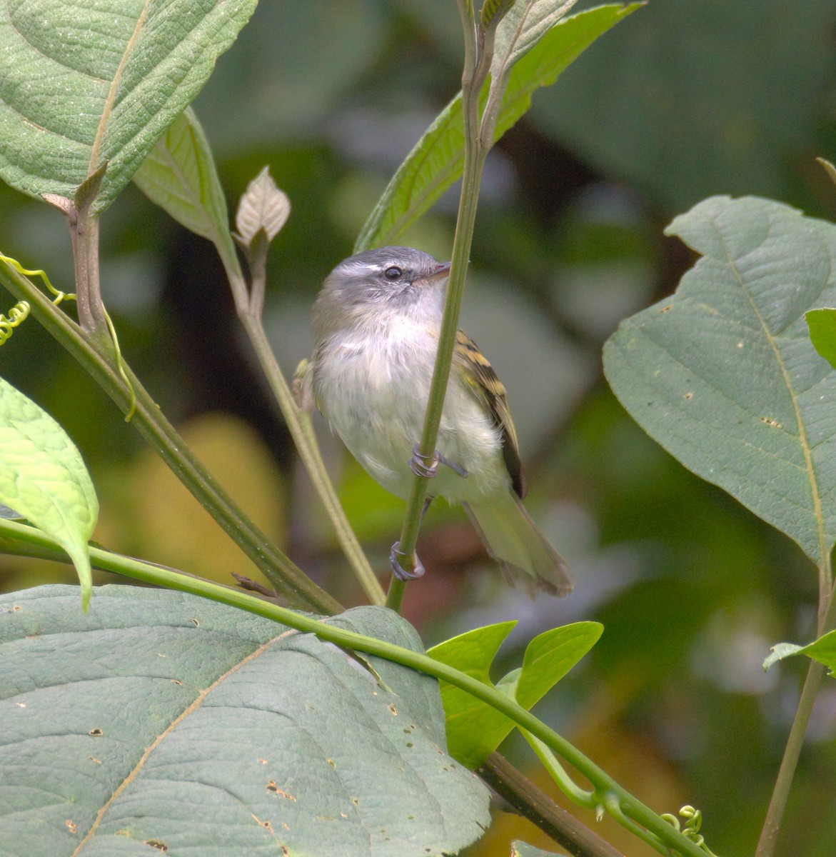 White-tailed Tyrannulet - ML615019400