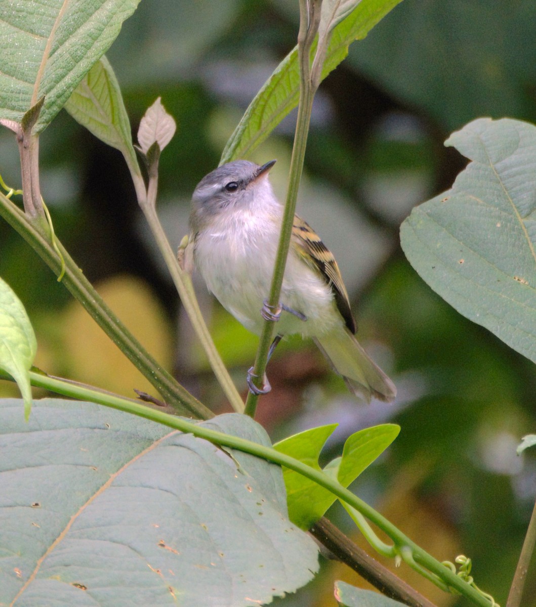 White-tailed Tyrannulet - ML615019401