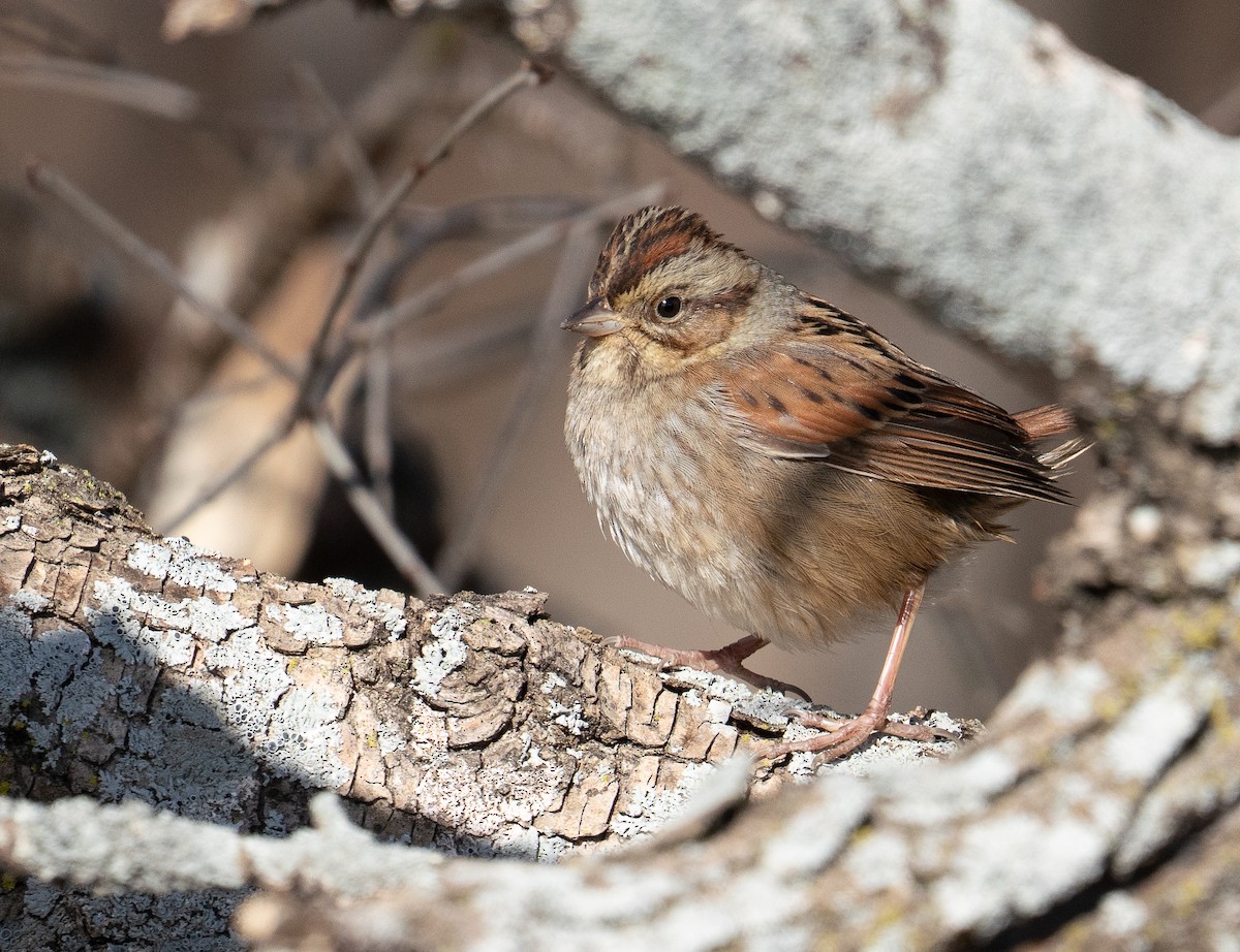 Swamp Sparrow - ML615019406