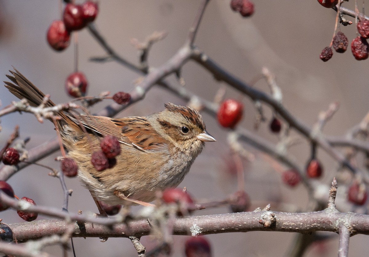 Swamp Sparrow - ML615019407