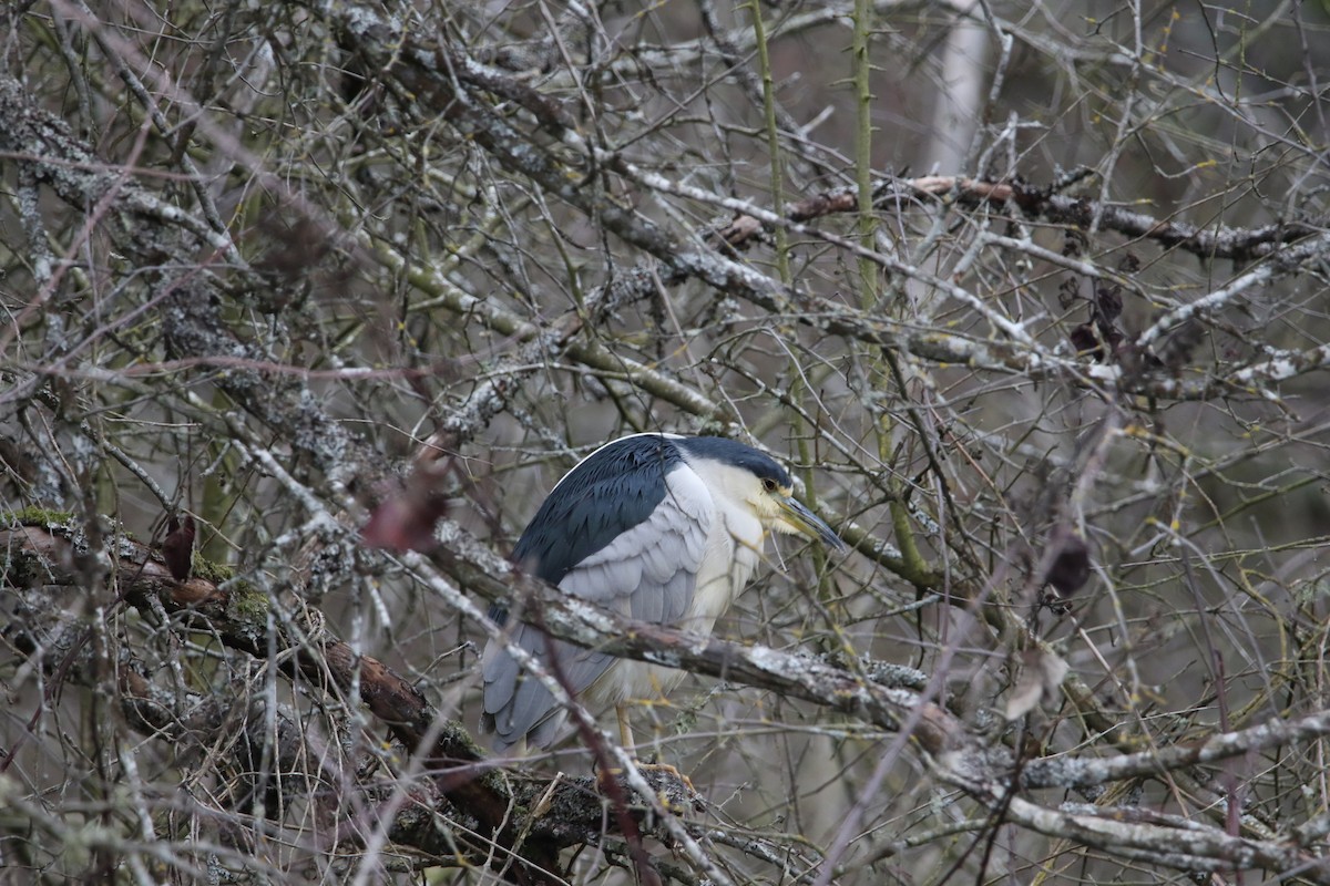 Black-crowned Night Heron - ML615019475