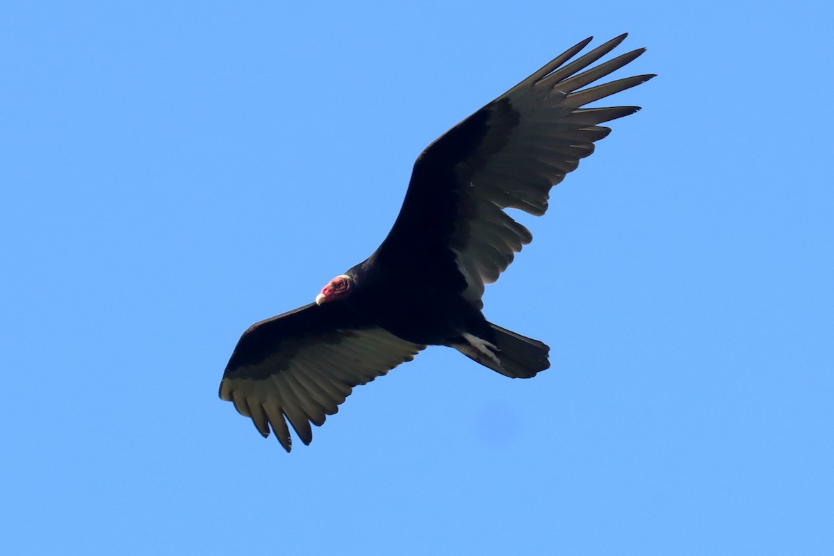 Turkey Vulture - ML615019476