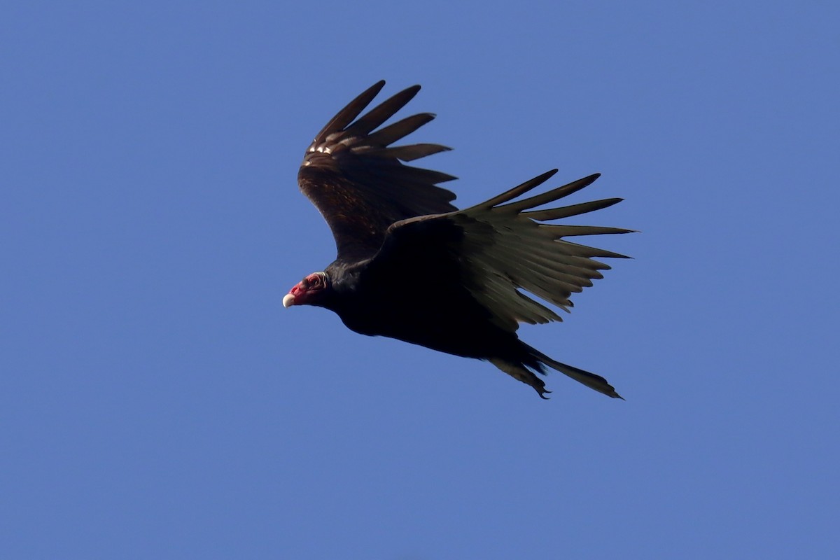 Turkey Vulture - ML615019477