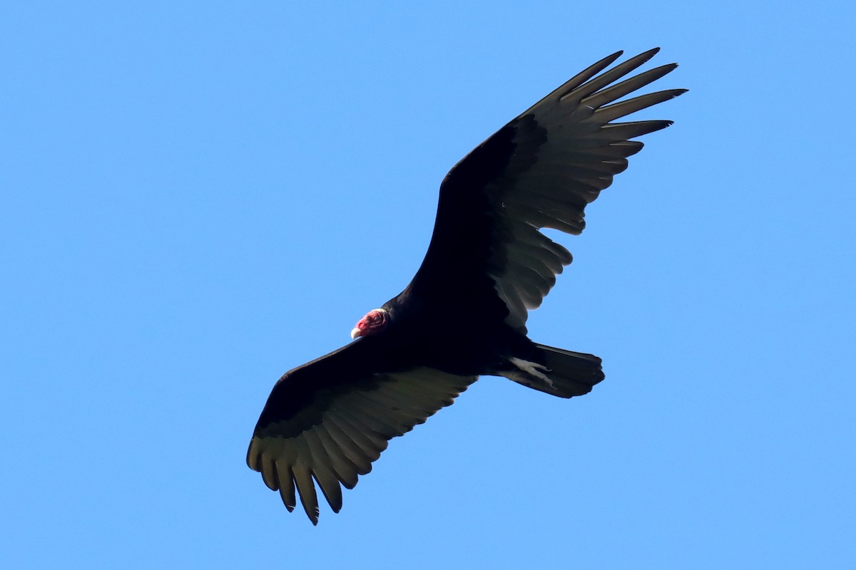 Turkey Vulture - ML615019478