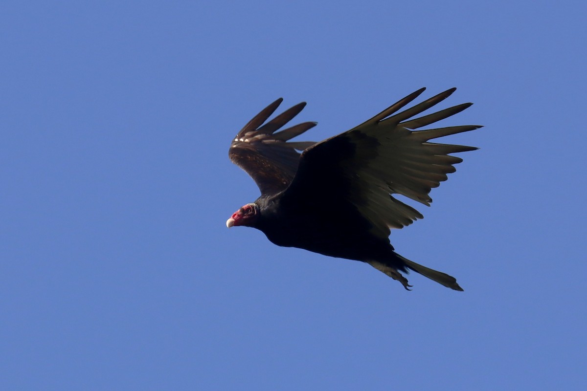 Turkey Vulture - ML615019480