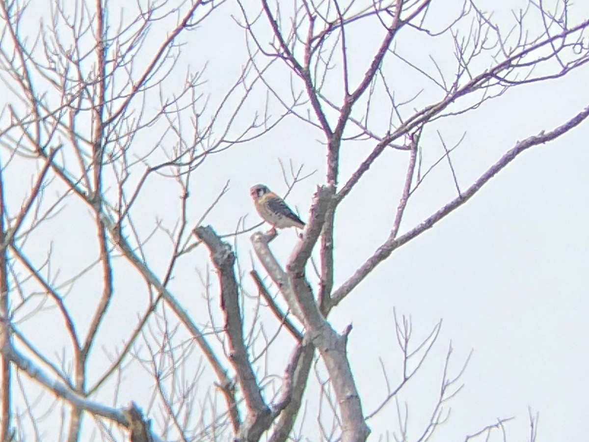 American Kestrel - Luke Merz