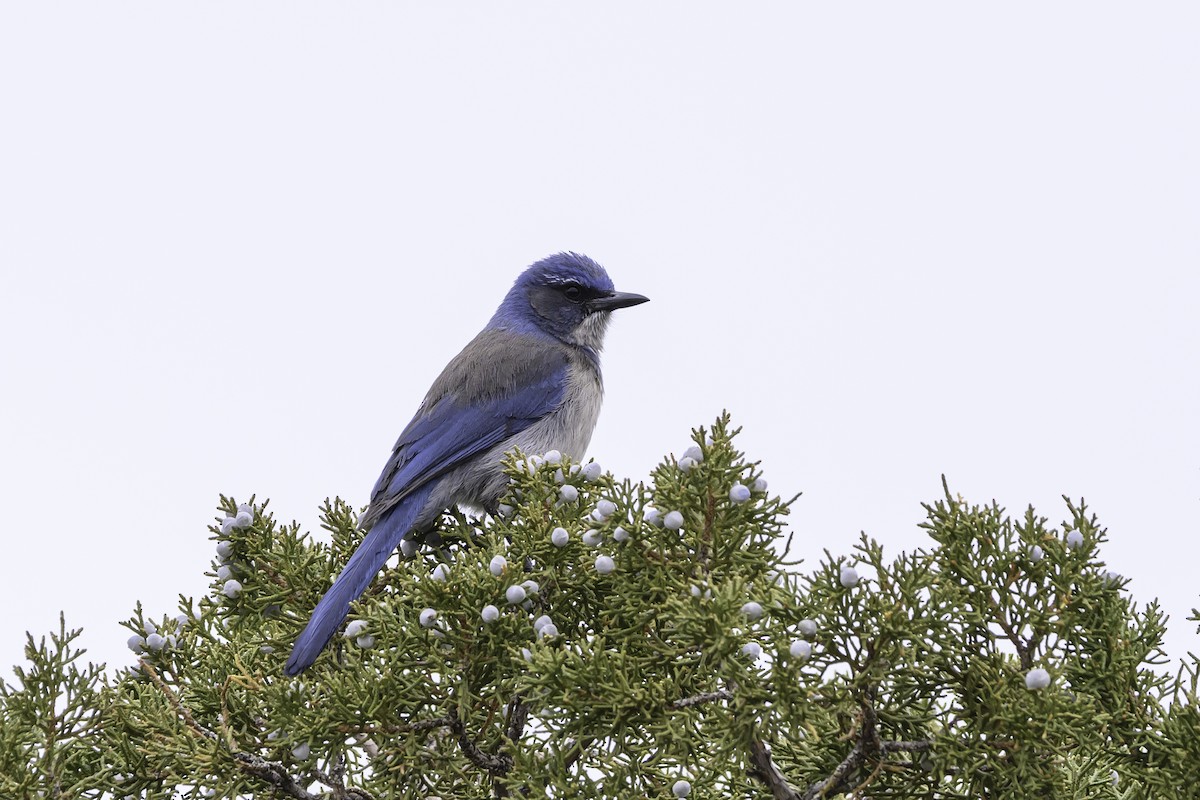 Woodhouse's Scrub-Jay - ML615019513