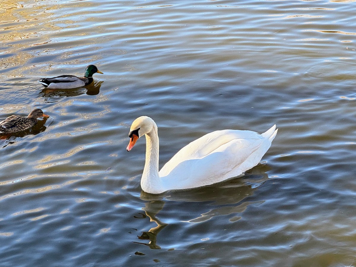 Mute Swan - ML615019517