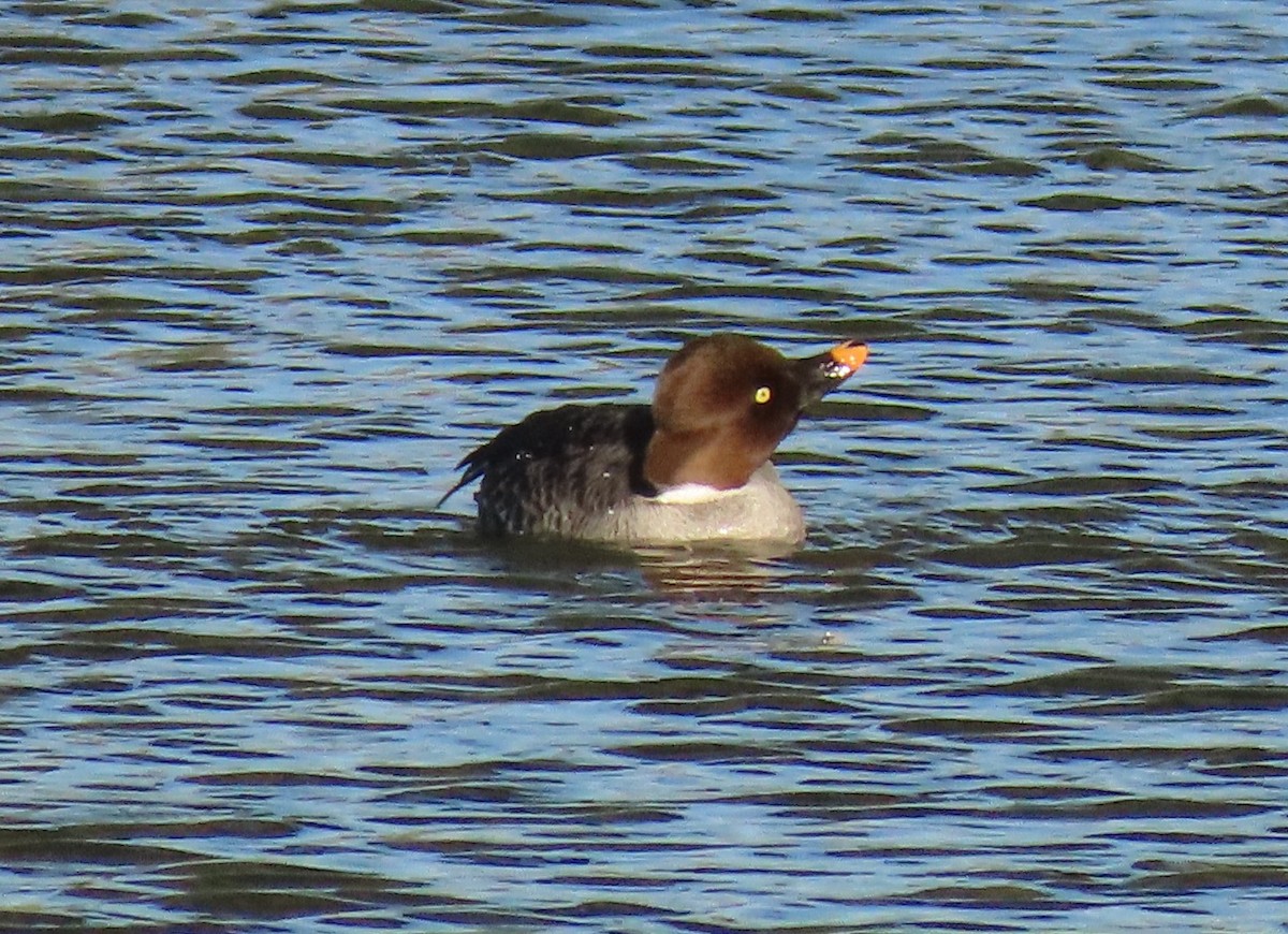 Common Goldeneye - ML615019519