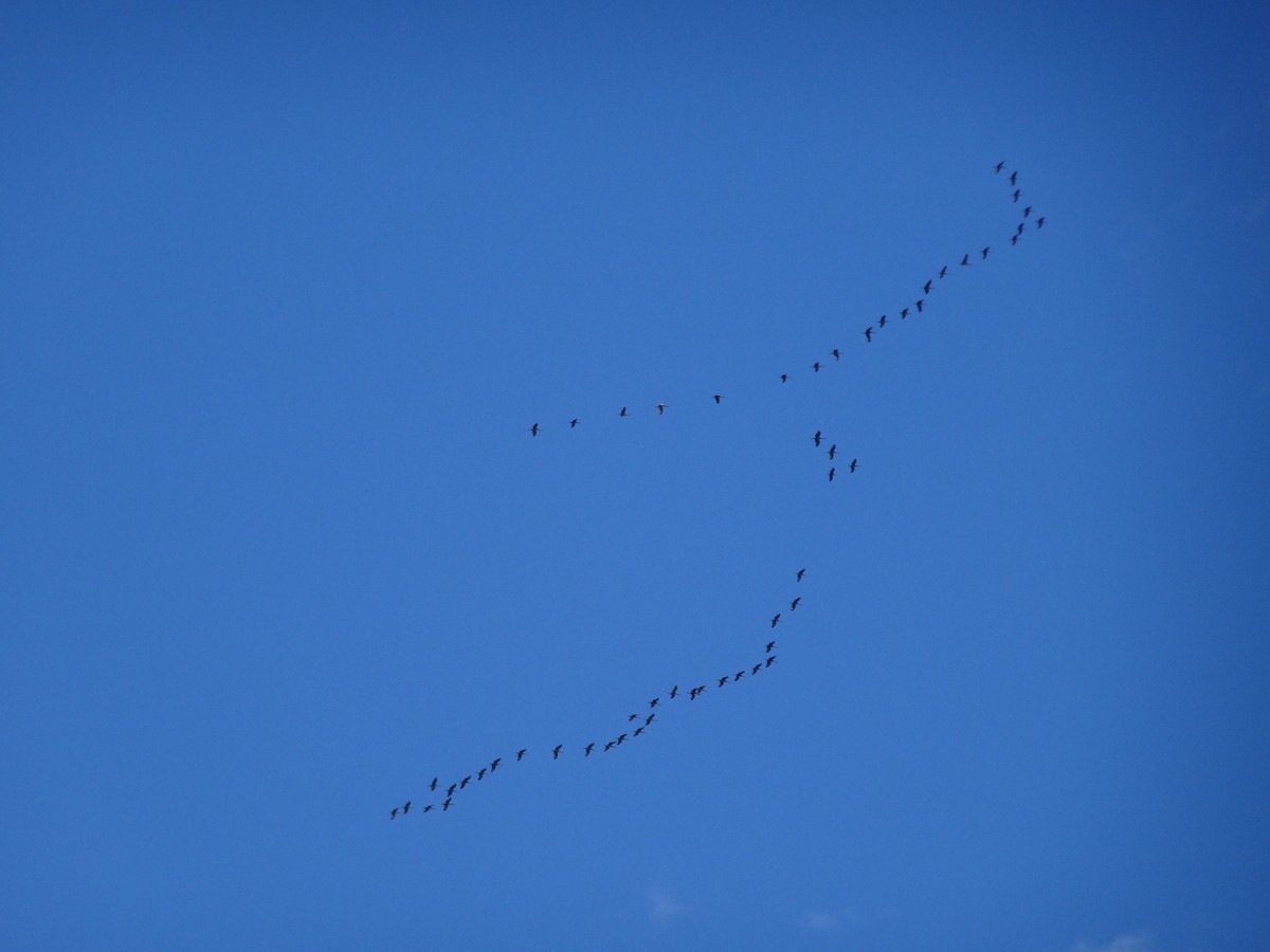 Sandhill Crane - ML615019540