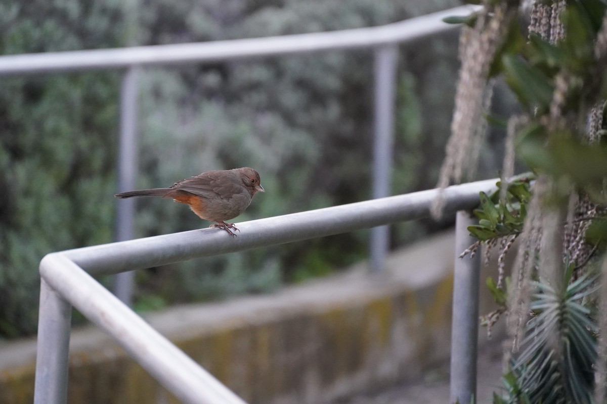 California Towhee - Amber Zertuche