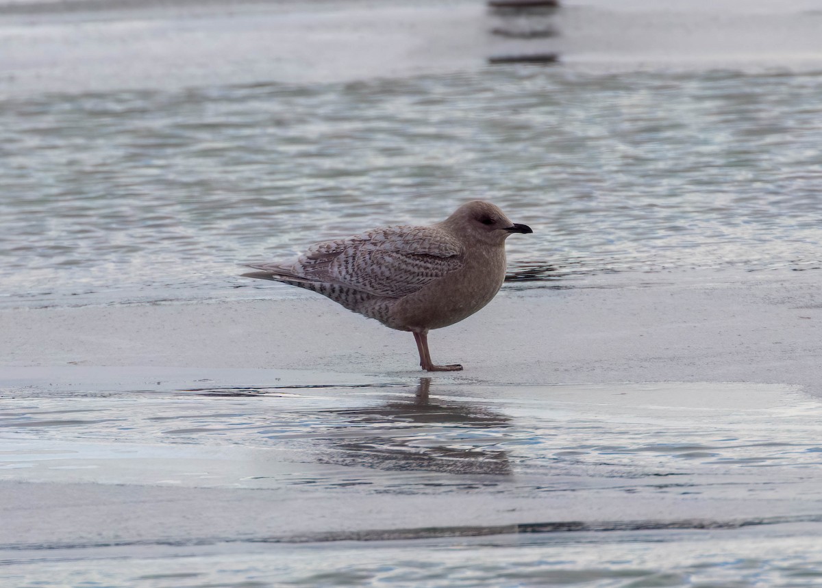 Iceland Gull - ML615019643