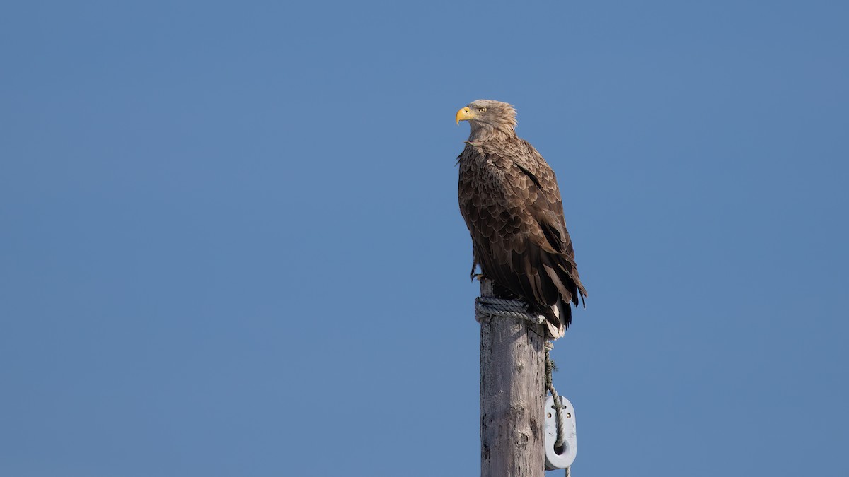 White-tailed Eagle - ML615019713