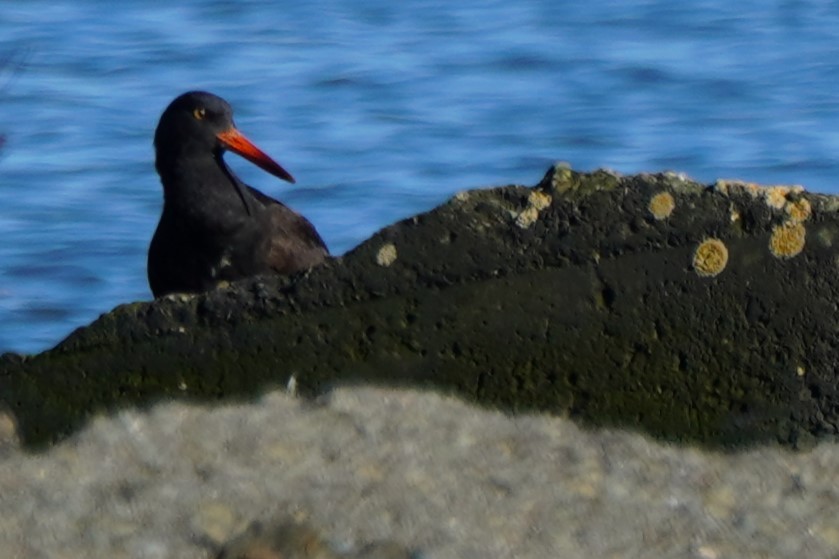 Black Oystercatcher - ML615019729