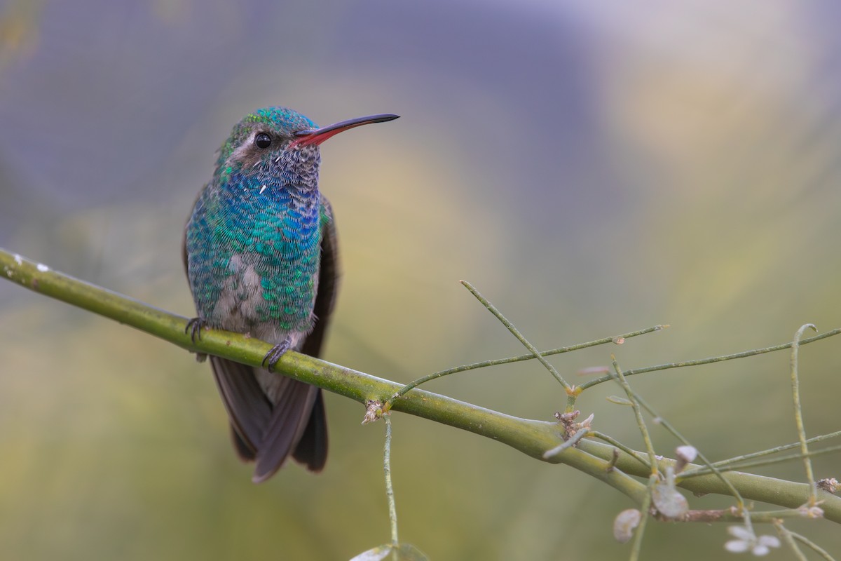 Broad-billed Hummingbird - Cadeo Scott Schipper