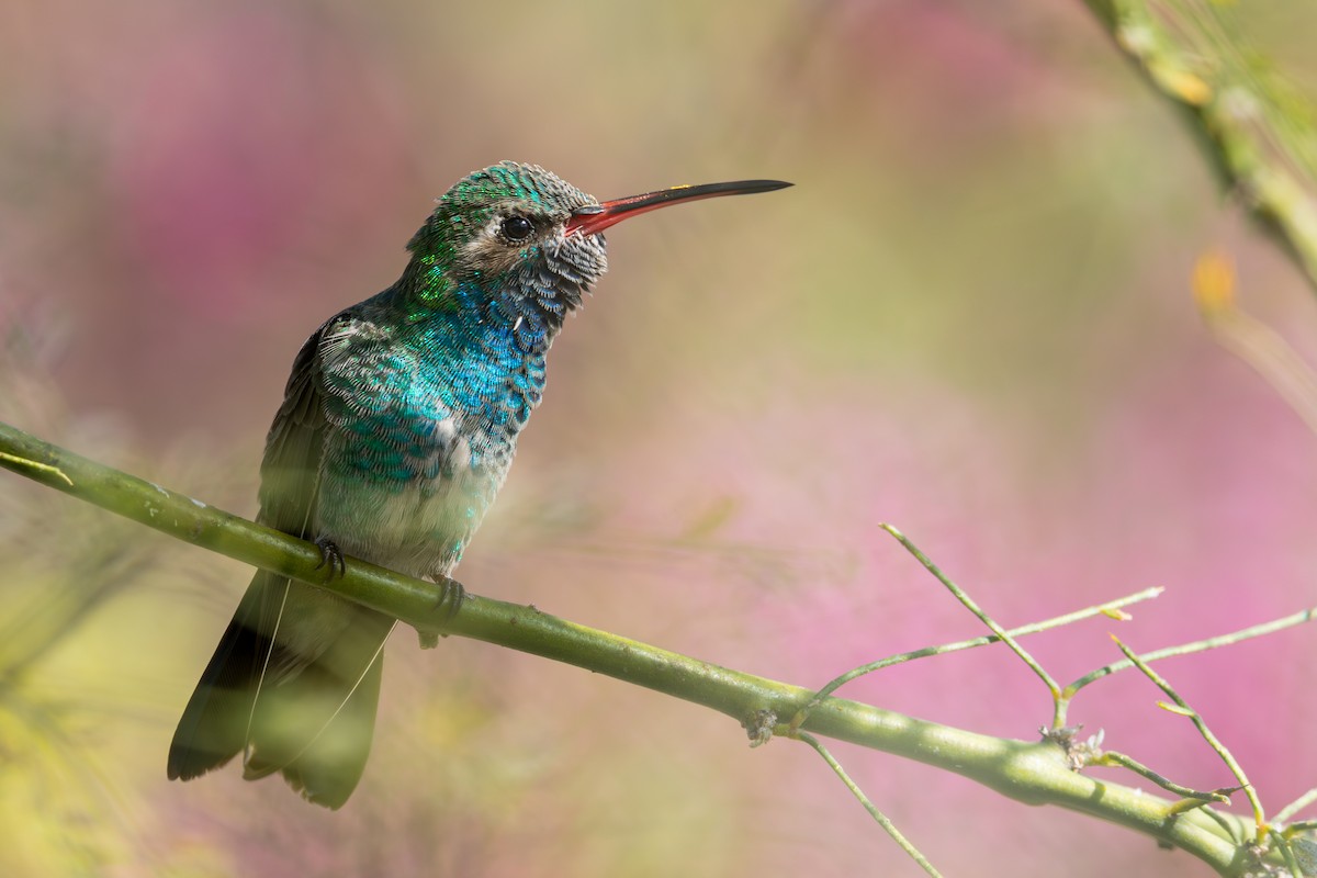 Broad-billed Hummingbird - Cadeo Scott Schipper