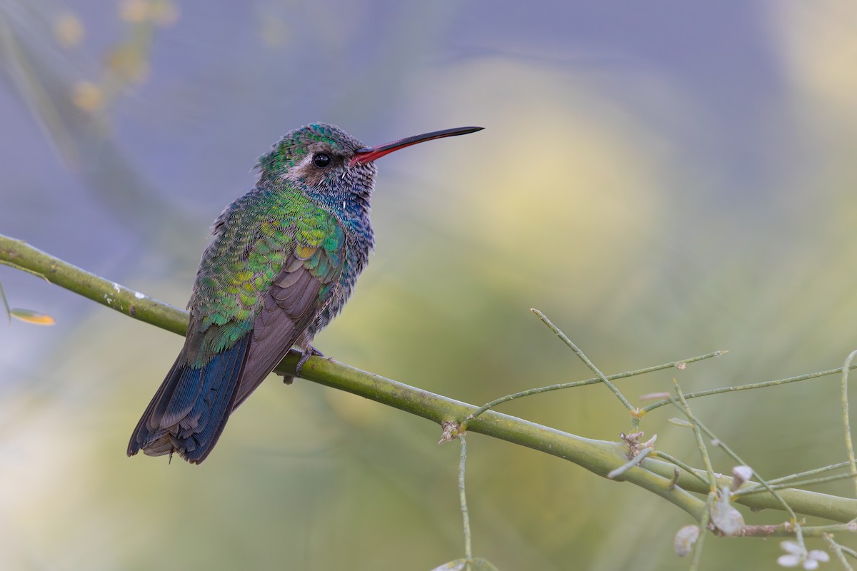 Broad-billed Hummingbird - Cadeo Scott Schipper