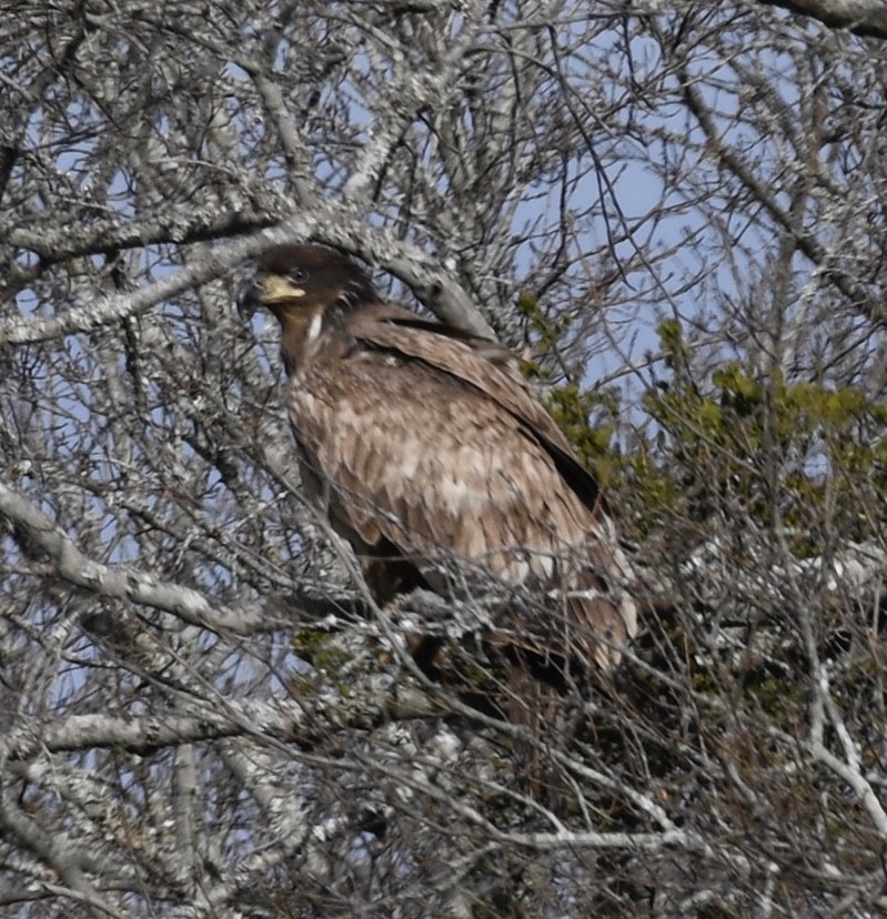 hvithodehavørn - ML615019833