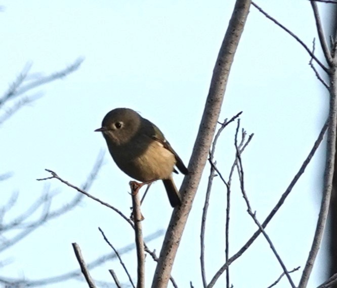 Ruby-crowned Kinglet - ML615019867