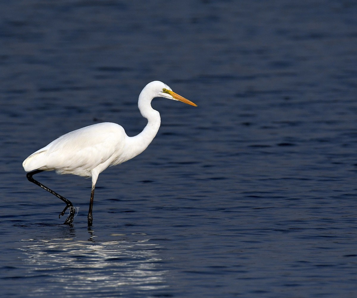 Medium Egret - ML615019874