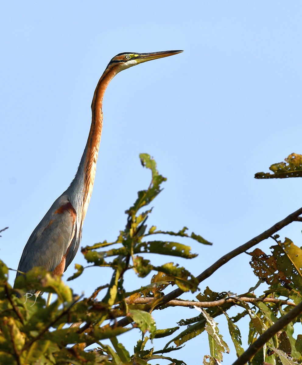 Purple Heron - ML615019883