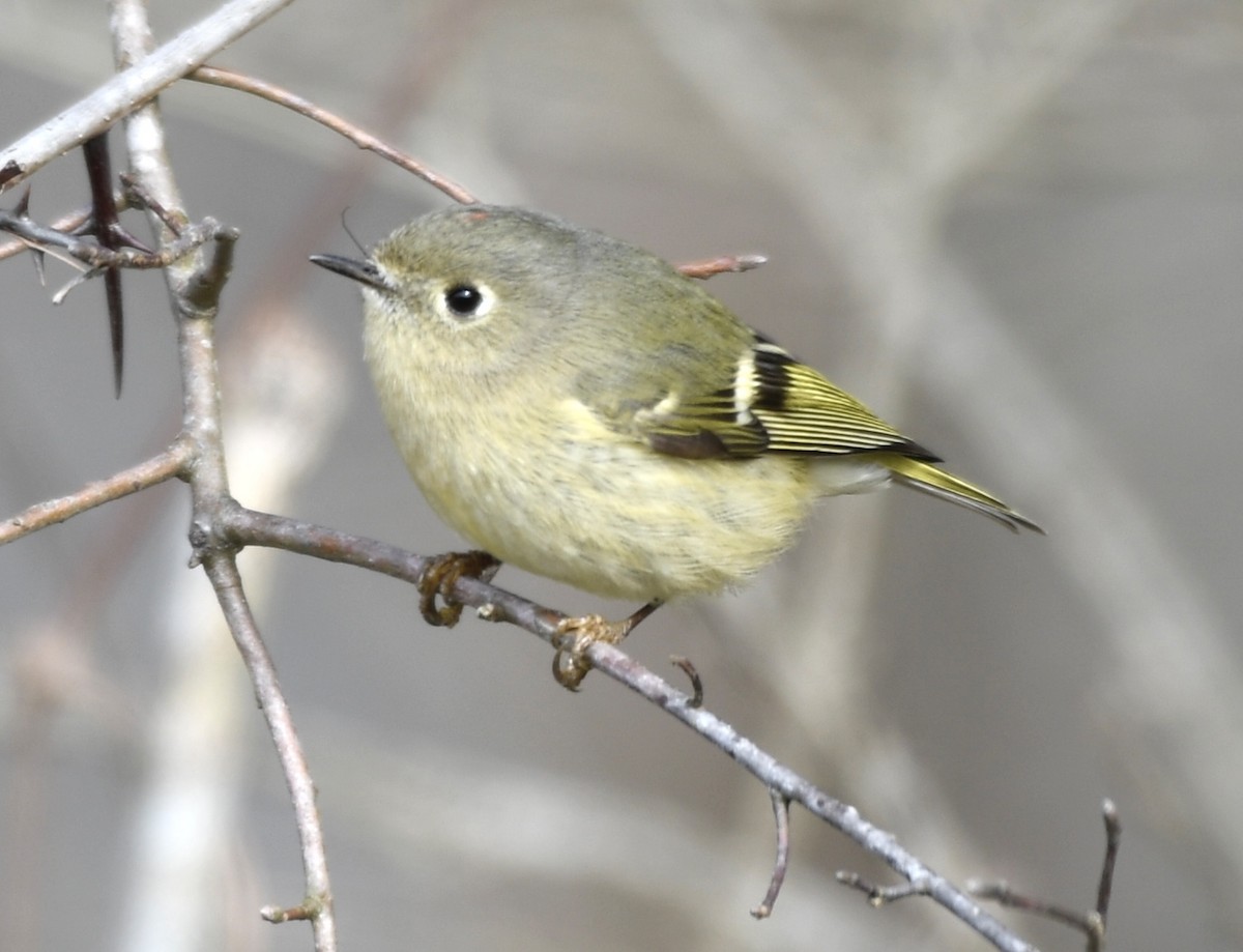 Ruby-crowned Kinglet - ML615019885