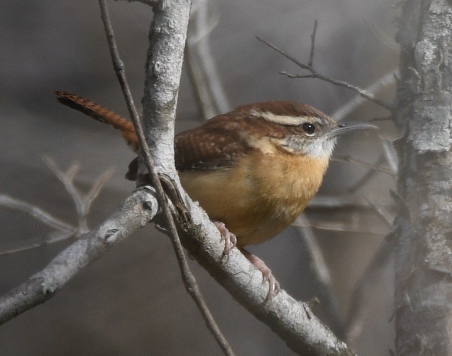 Carolina Wren - ML615019896