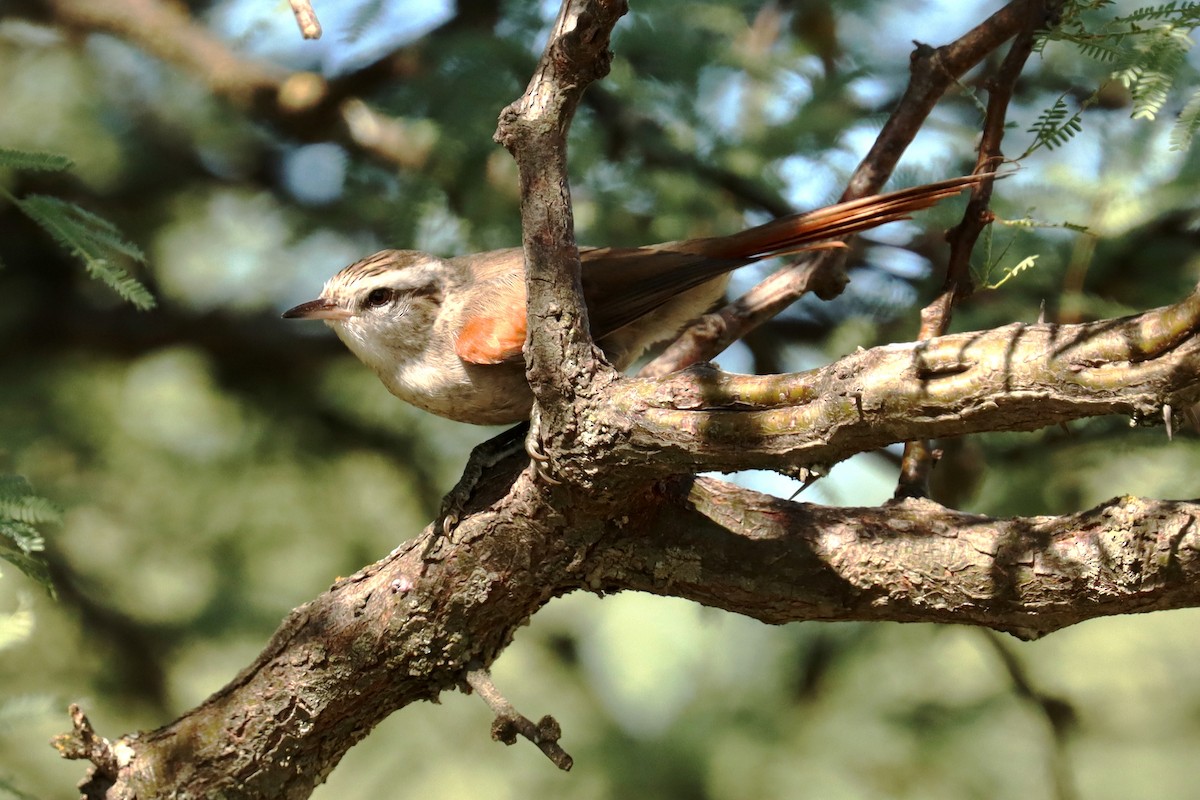 Stripe-crowned Spinetail - ML615019917