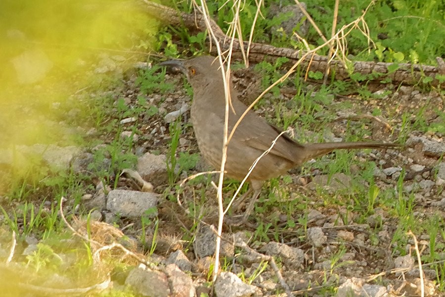 Curve-billed Thrasher - Pat Goltz