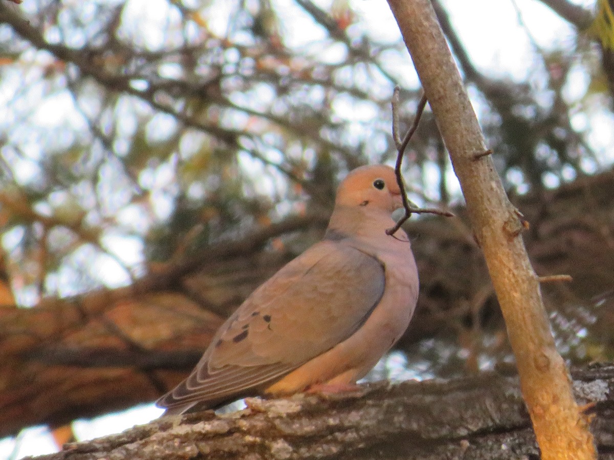 Mourning Dove - ML615019954