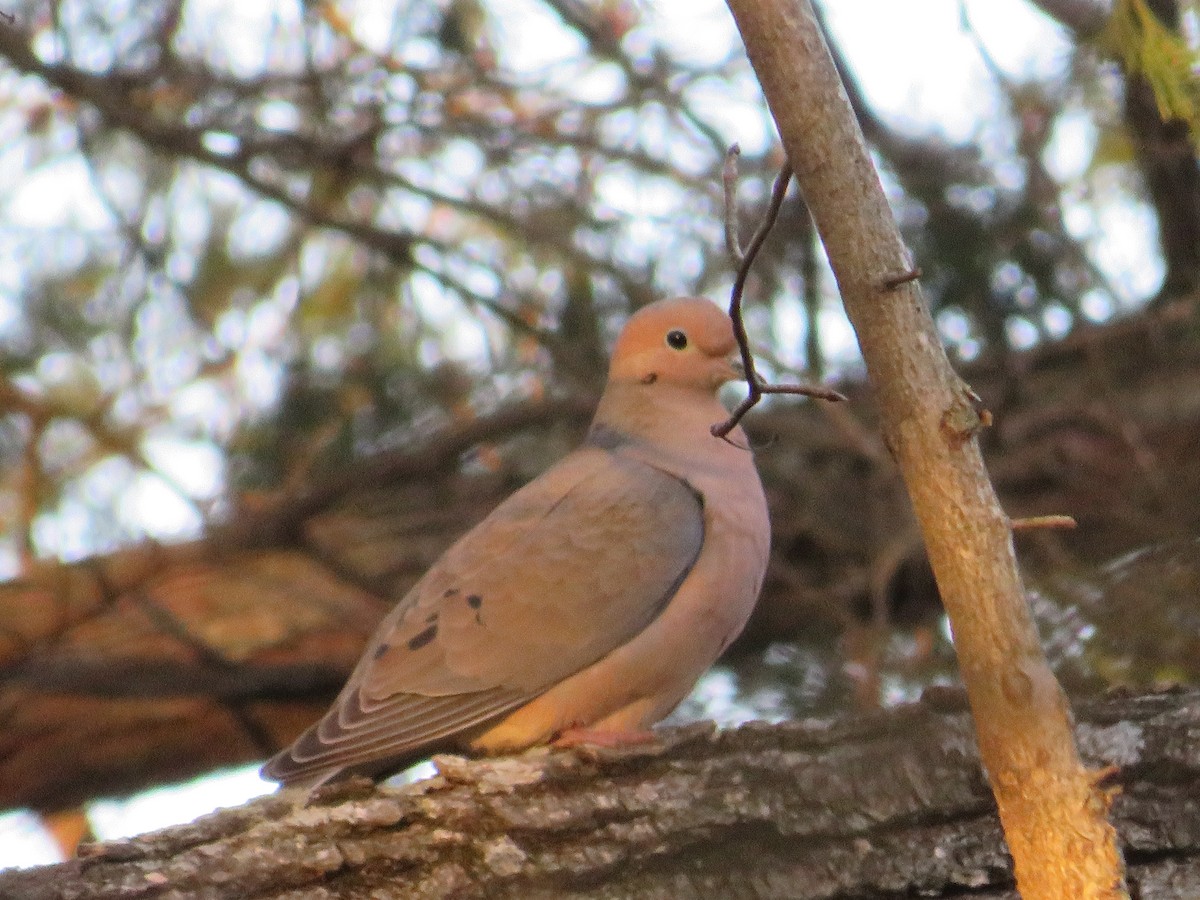 Mourning Dove - ML615019955