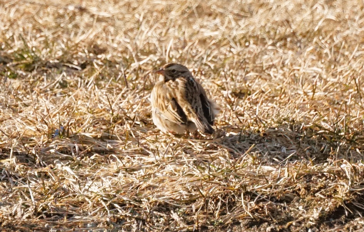 Savannah Sparrow - ML615019970