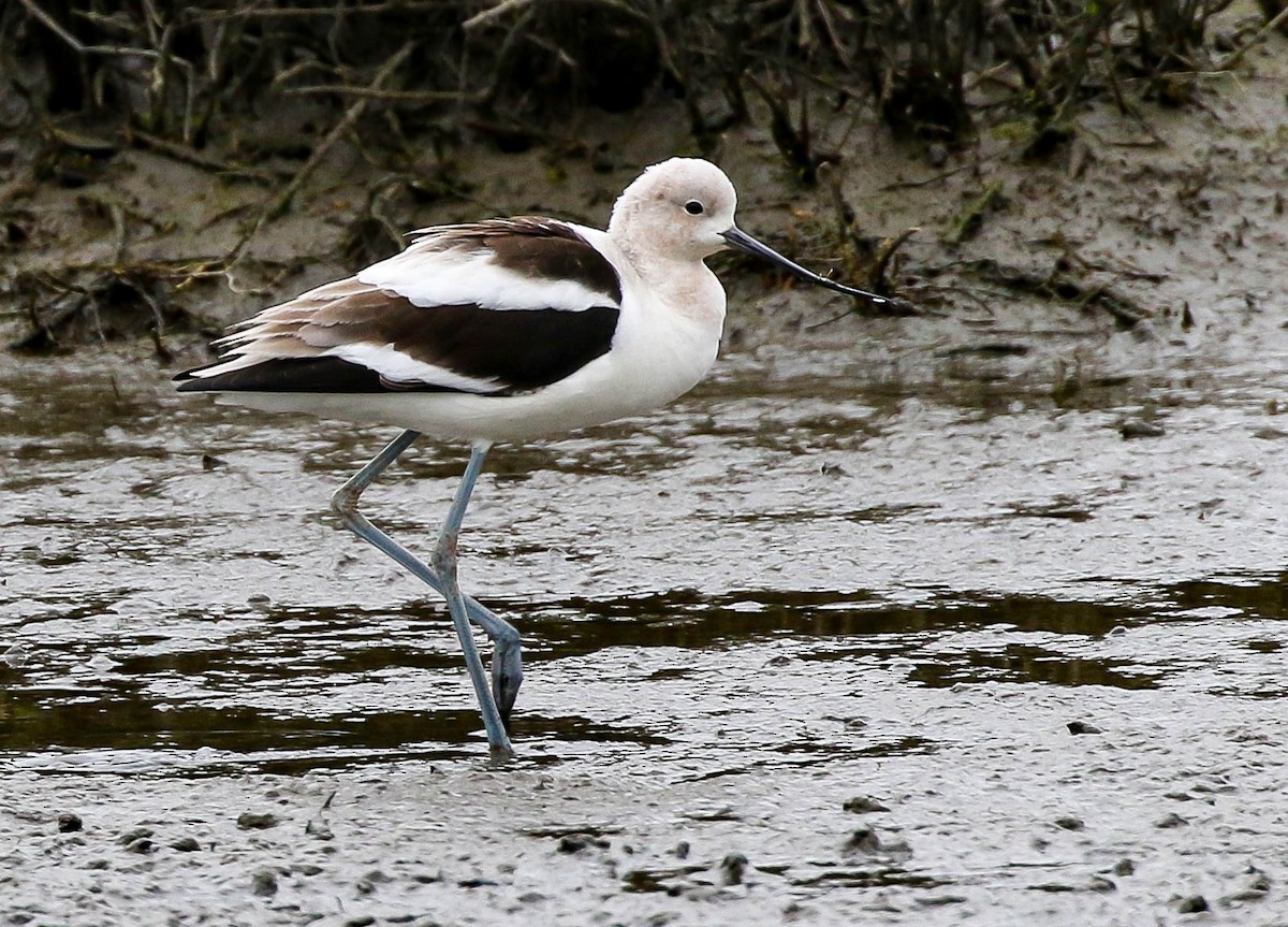 Avoceta Americana - ML615020016