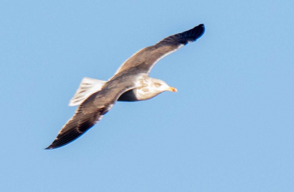 Gaviota Sombría - ML615020024