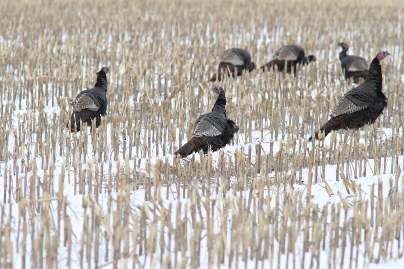 Wild Turkey - Alain Deschamps