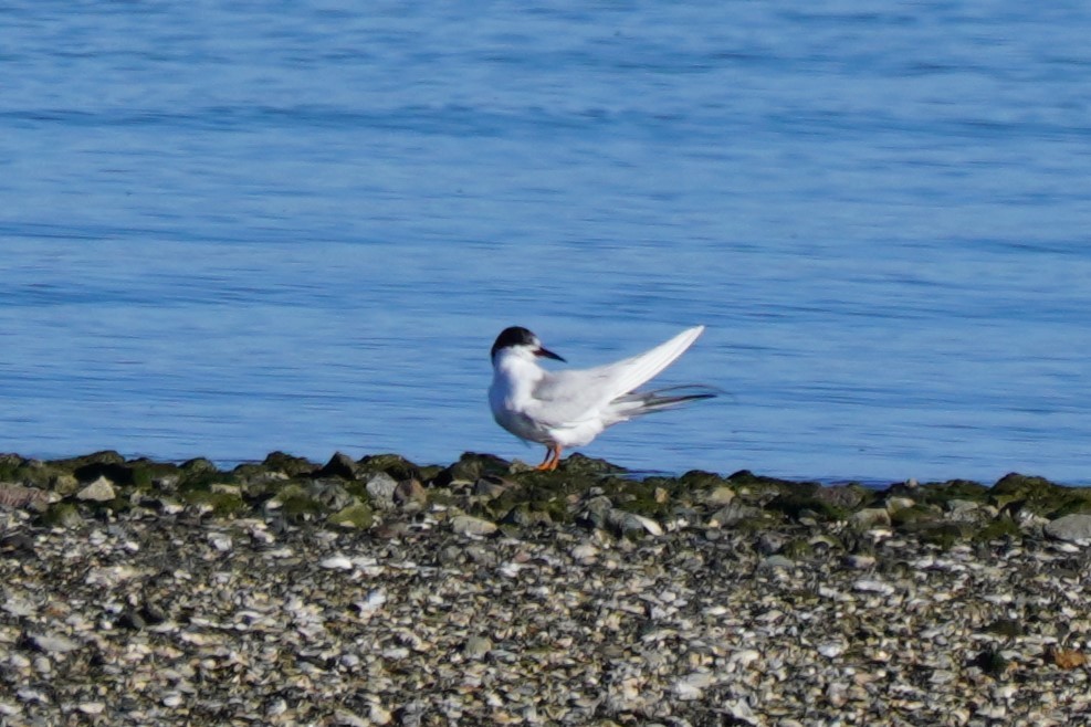 Forster's Tern - ML615020091