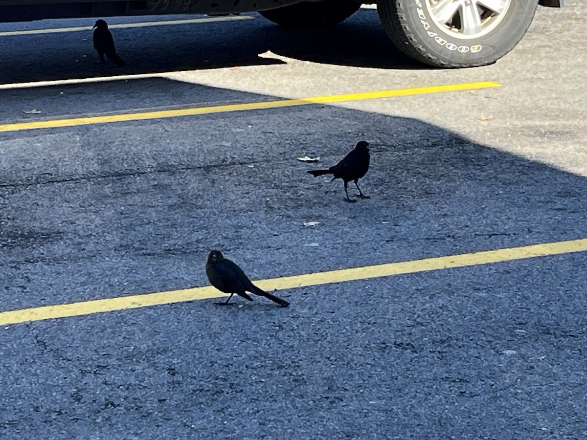 Great-tailed Grackle - ML615020183