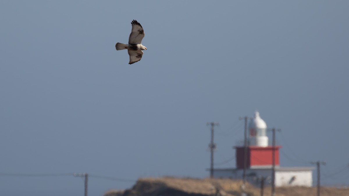 Rough-legged Hawk - ML615020189