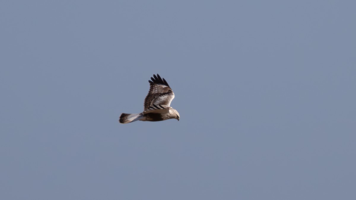 Rough-legged Hawk - ML615020190