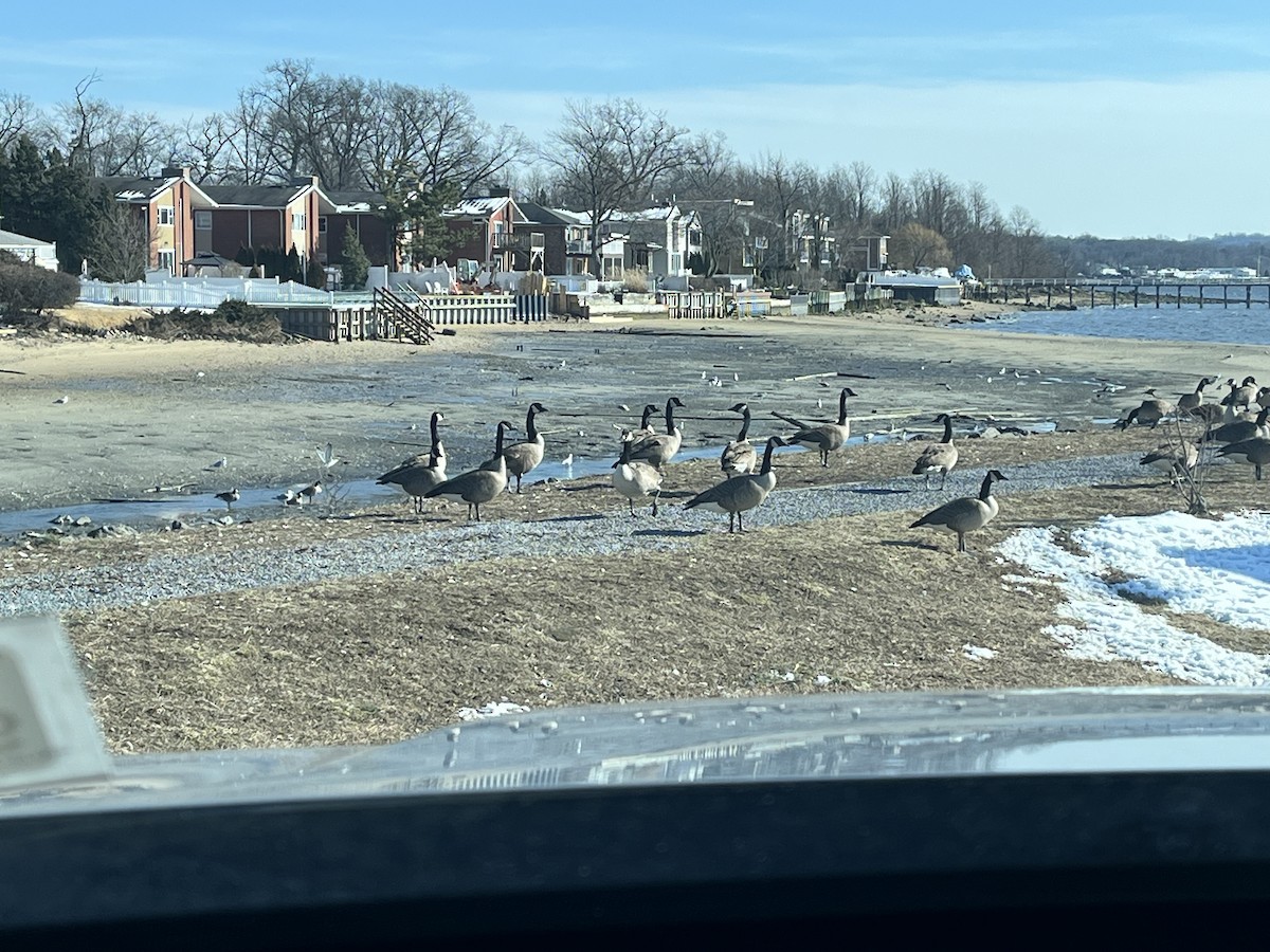 Canada Goose - Glenn Quinn