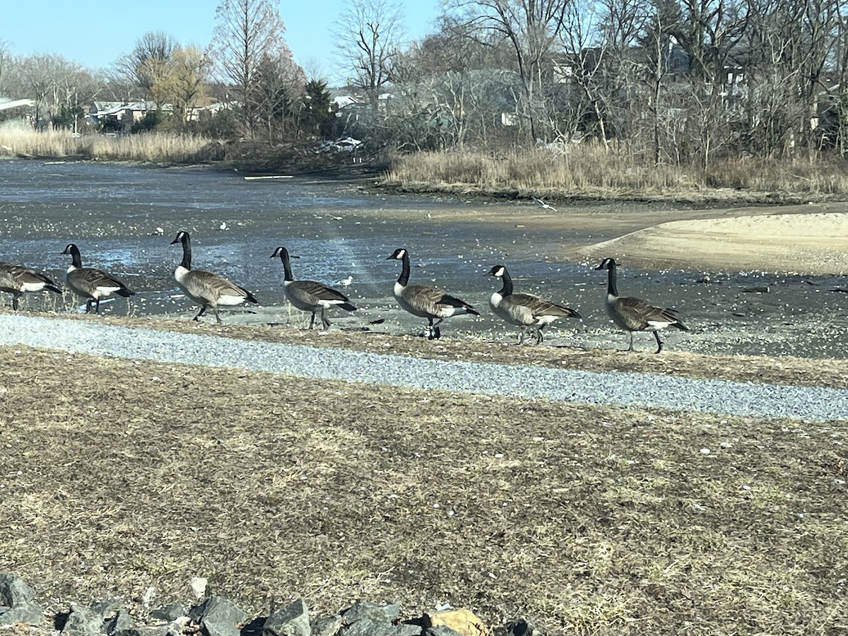 Canada Goose - ML615020342