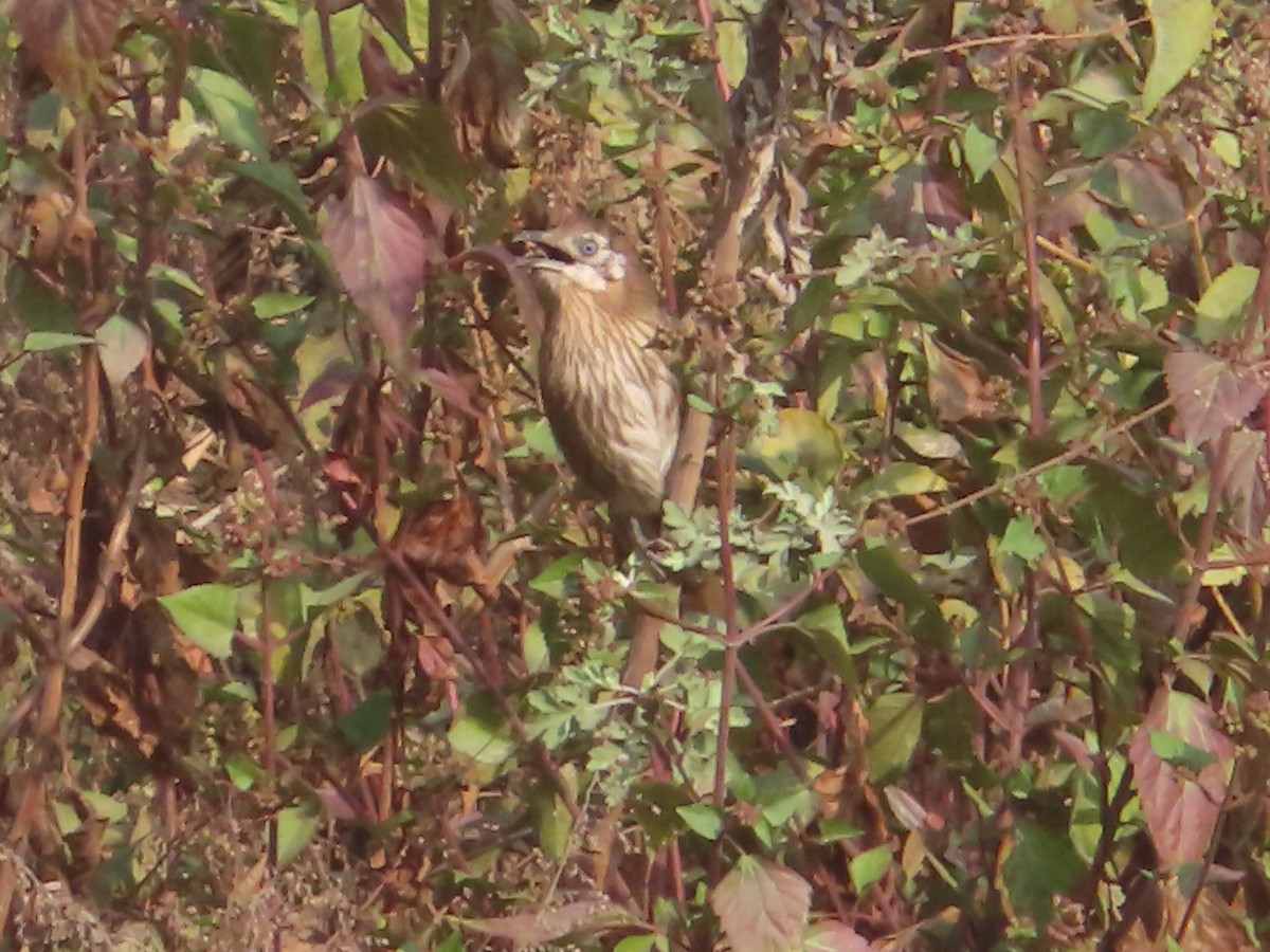 Spiny Babbler - J.A. Jensen