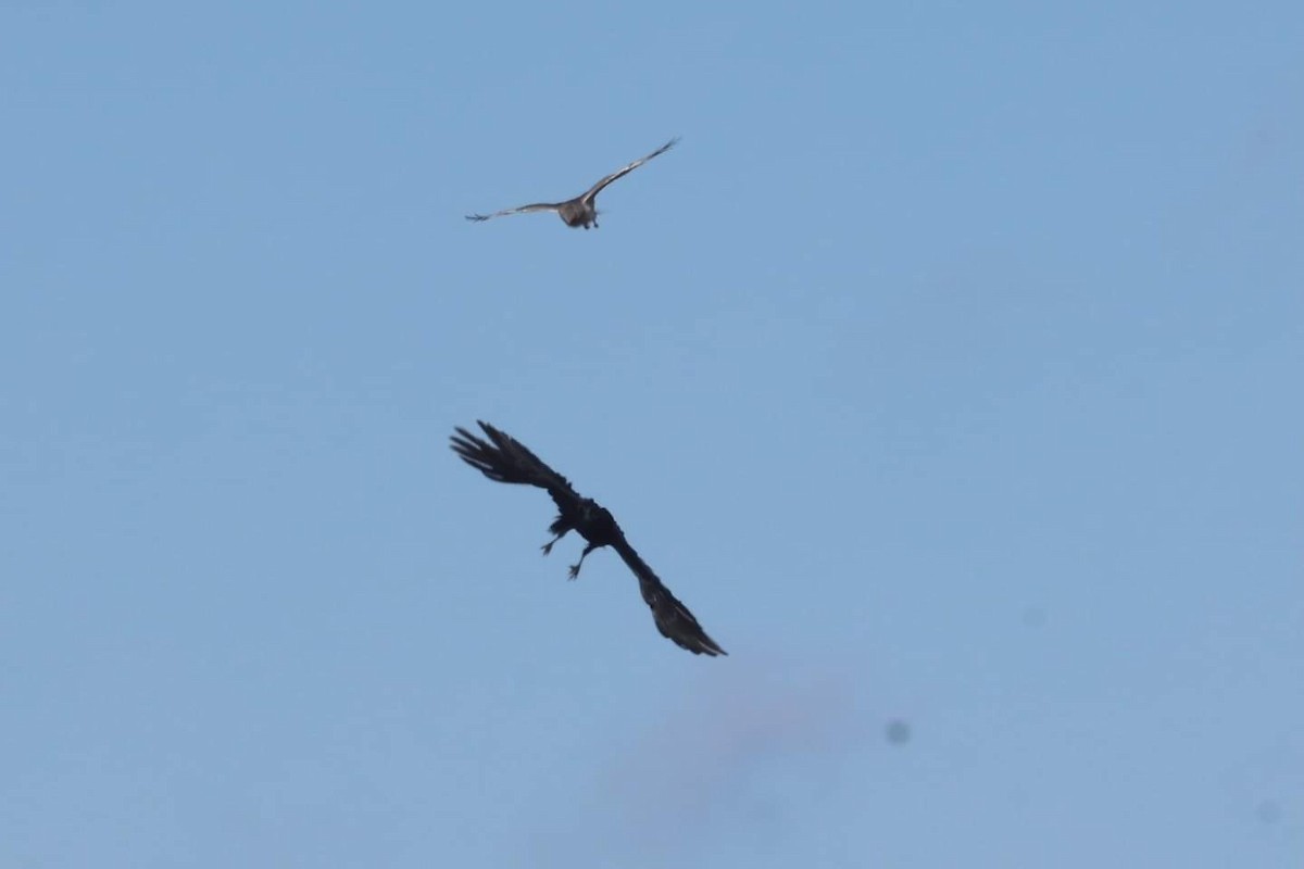 Northern Harrier - ML615020420