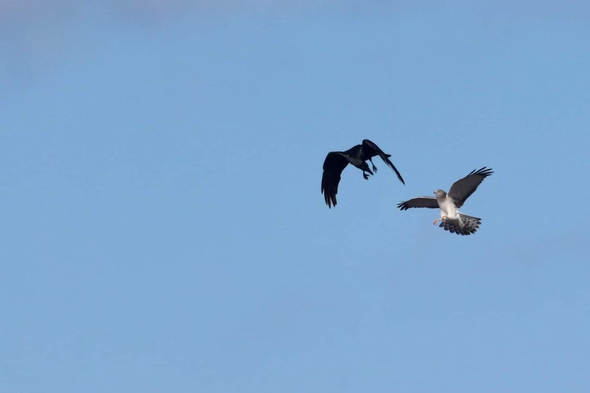 Northern Harrier - ML615020438