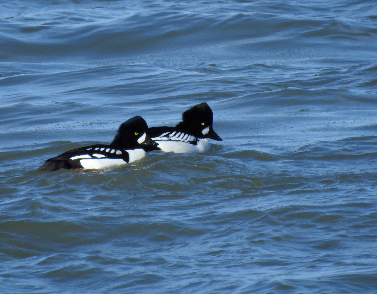 Common x Barrow's Goldeneye (hybrid) - ML615020442