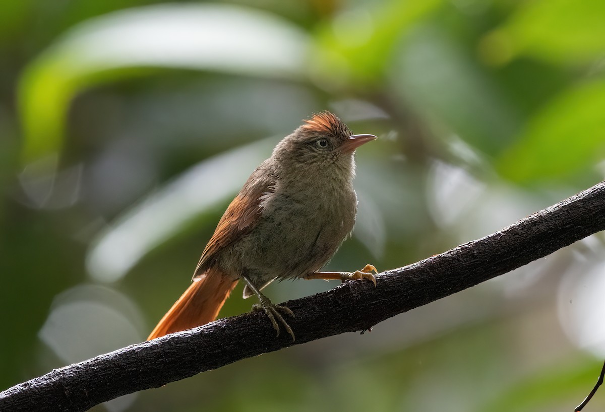 Streak-capped Spinetail - Mike Good