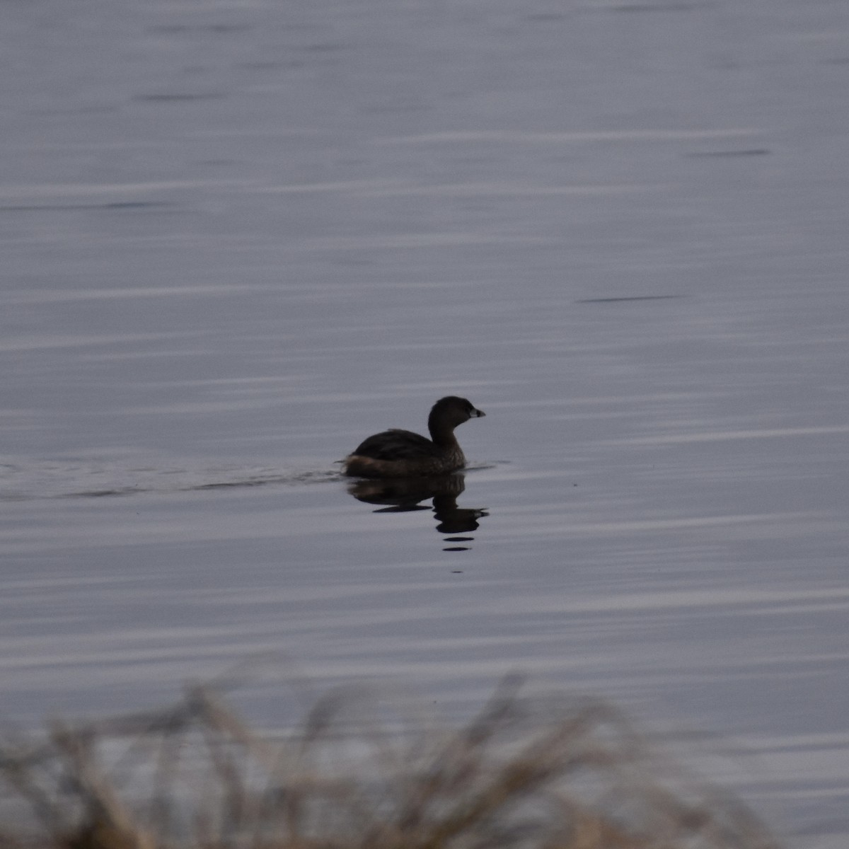 Pied-billed Grebe - ML615020616