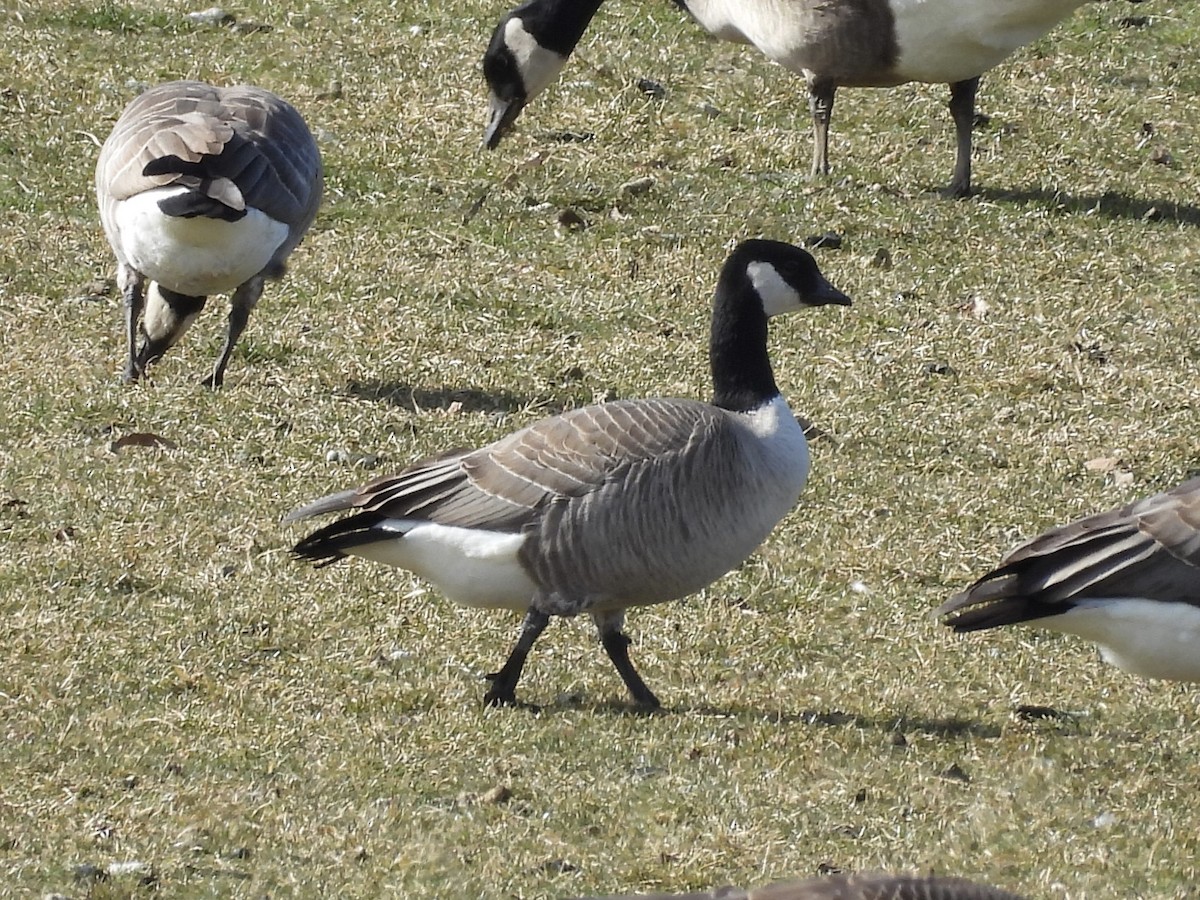 Cackling Goose - Christina Sabochick