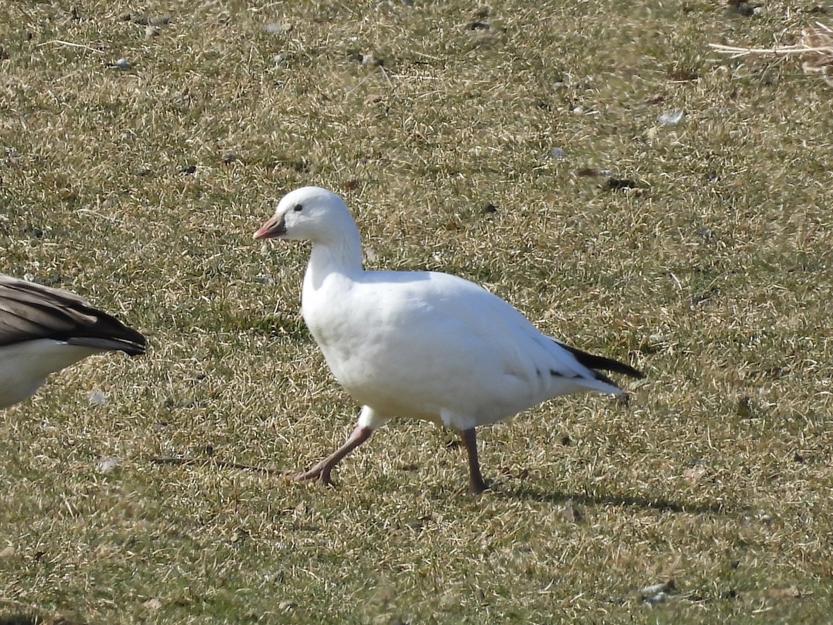 Ross's Goose - ML615020682